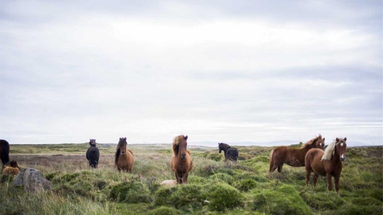 What Does 11Xplay Prp Stand For?